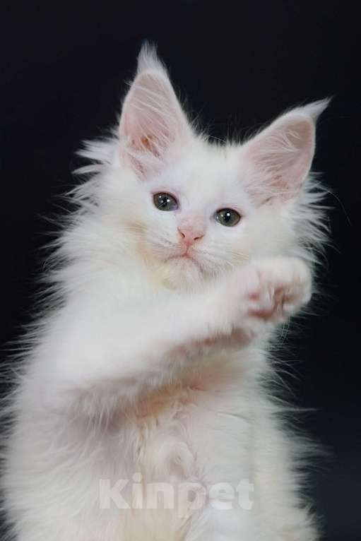 Кошки в Апрелевке: Котята мейн-кун из элитного питомника  Caressa Девочка, 50 000 руб. - фото 5