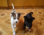 Собаки в Омске: Стрелка Девочка, Бесплатно - фото 2
