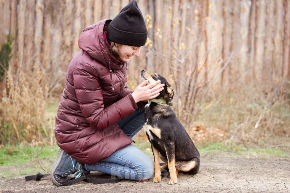 Собаки в Москве: Маленькая собачка из приюта ищет дом Девочка, Бесплатно - фото 4