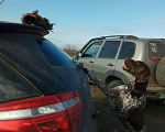 Собаки в Астрахани: Курцхаар вязка, всё умеет., 4 руб. - фото 4