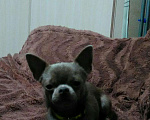 Собаки в Набережных Челнах: Вязка, 5 000 руб. - фото 2