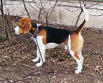 Собаки в Курске: Бигль для вязки, 10 руб. - фото 2