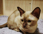 Кошки в Ливны: Шикарная Красотка Европейская Бурма, 40 000 руб. - фото 3