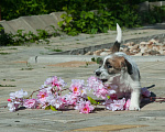 Собаки в Одинцово: Джек рассел терьера щенок Девочка, 40 000 руб. - фото 4