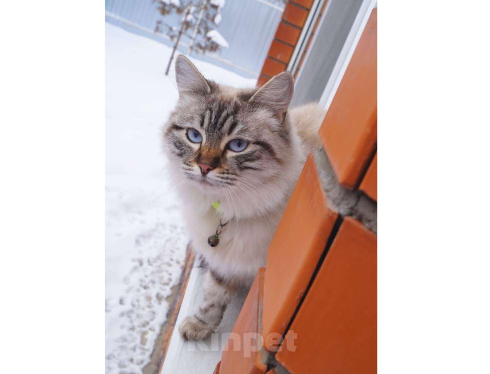 Кошки в Краснодаре: Невская маскарадная котенок Амур в окрасе блю биколор поинт Мальчик, 35 000 руб. - фото 9