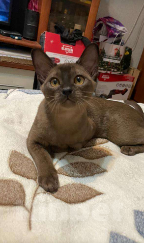 Кошки в Москве: Бурманские котята Девочка, Бесплатно - фото 7