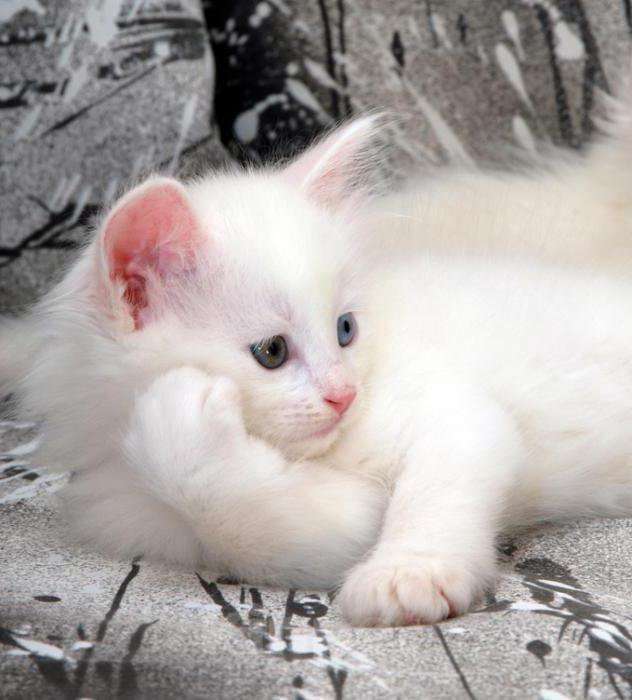 Кошки в Магнитогорске: Продам Шотландских котят 1.5 месяца Мальчик, 5 500 руб. - фото 4