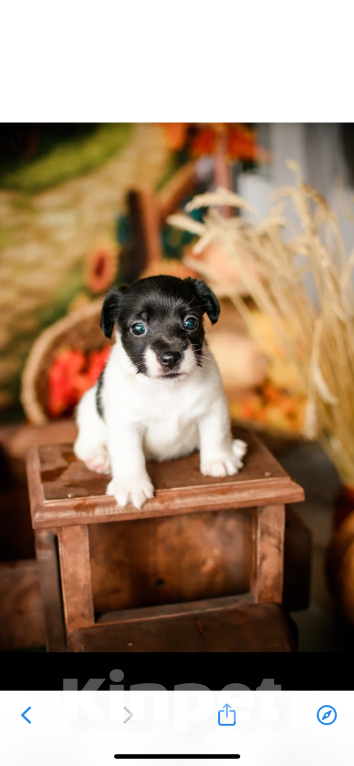 Собаки в Симферополе: Эксклюзивная девочка Джек Рассел терьер  Девочка, 25 000 руб. - фото 5