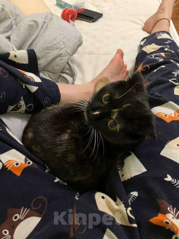 Кошки в Москве: Потерялась кошка метис вислоухой Девочка, 3 000 руб. - фото 6