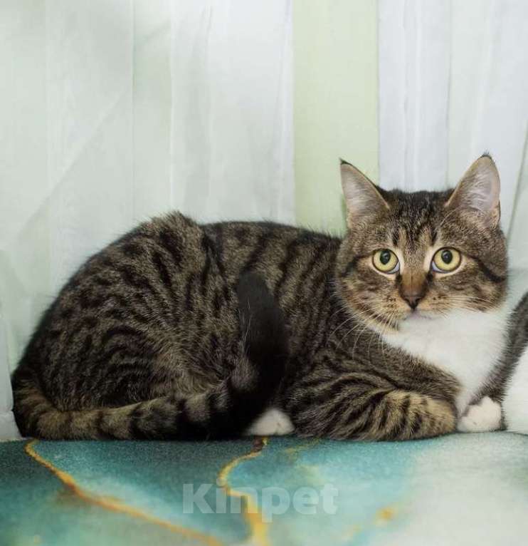 Кошки в Москве: Мия Девочка, Бесплатно - фото 2