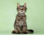Кошки в Москве: Кузя ищет дом Мальчик, Бесплатно - фото 2