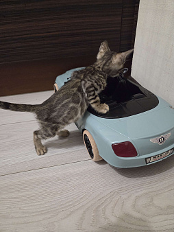 Бенгальские малыши 