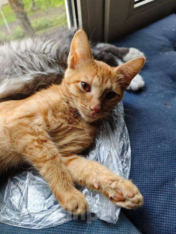 Кошки в Москве: Рыжик – в самые добрые руки    Мальчик, Бесплатно - фото 2