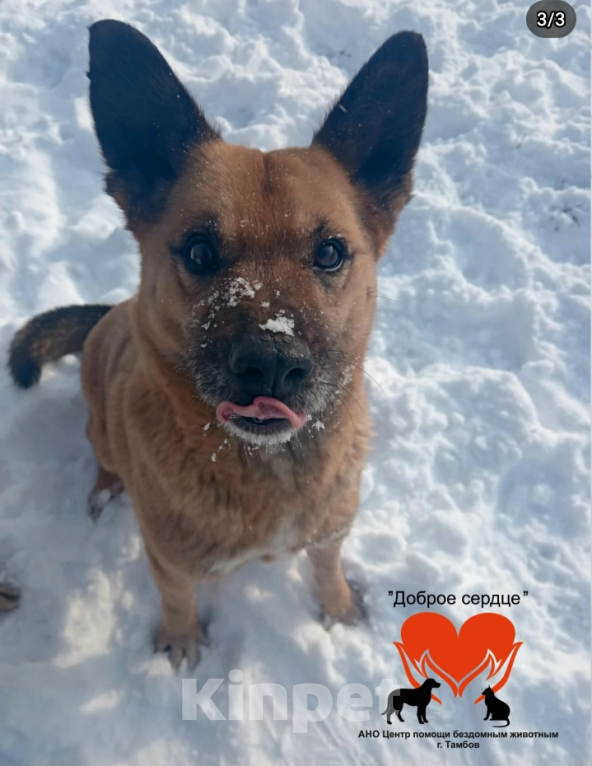 Собаки в Тамбове: Жаклин  Девочка, Бесплатно - фото 2
