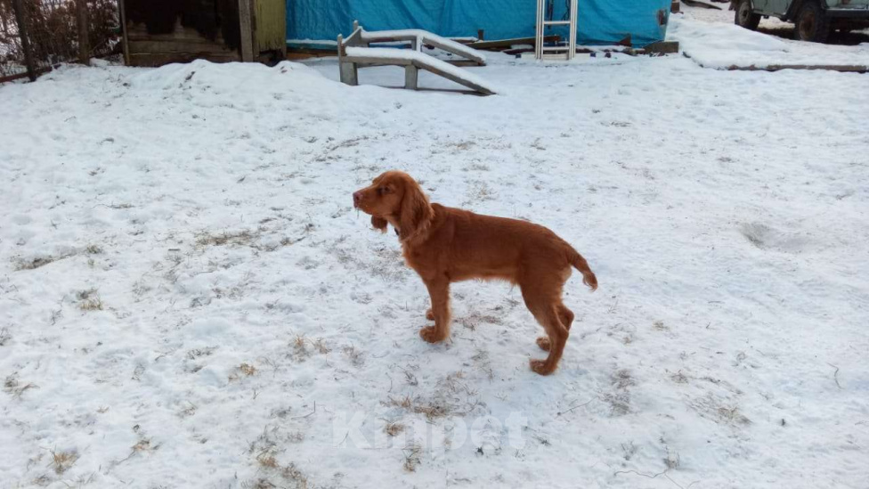 Собаки в других городах Московской области: Щенок русского спаниеля, 5 месяцев, привит, обучен Мальчик, 60 000 руб. - фото 5