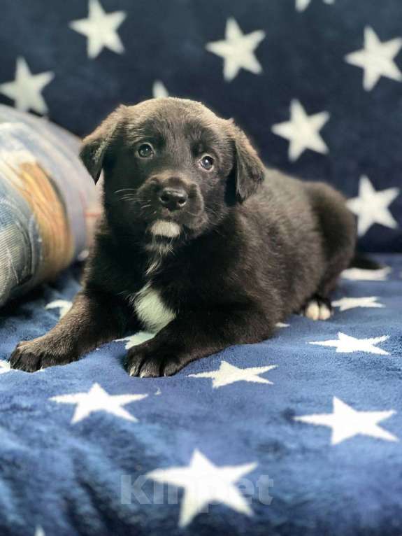 Собаки в других городах Московской области: Щенки Мальчик, 1 000 руб. - фото 9