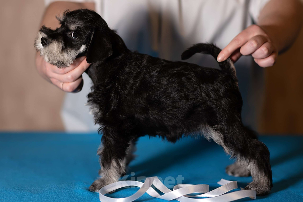 Собаки в Череповце: Аффи Каора Девочка, 45 000 руб. - фото 4