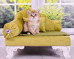 Кошки в Красноярске: Котята шотландские,золотая шиншилла Девочка, 25 000 руб. - фото 8