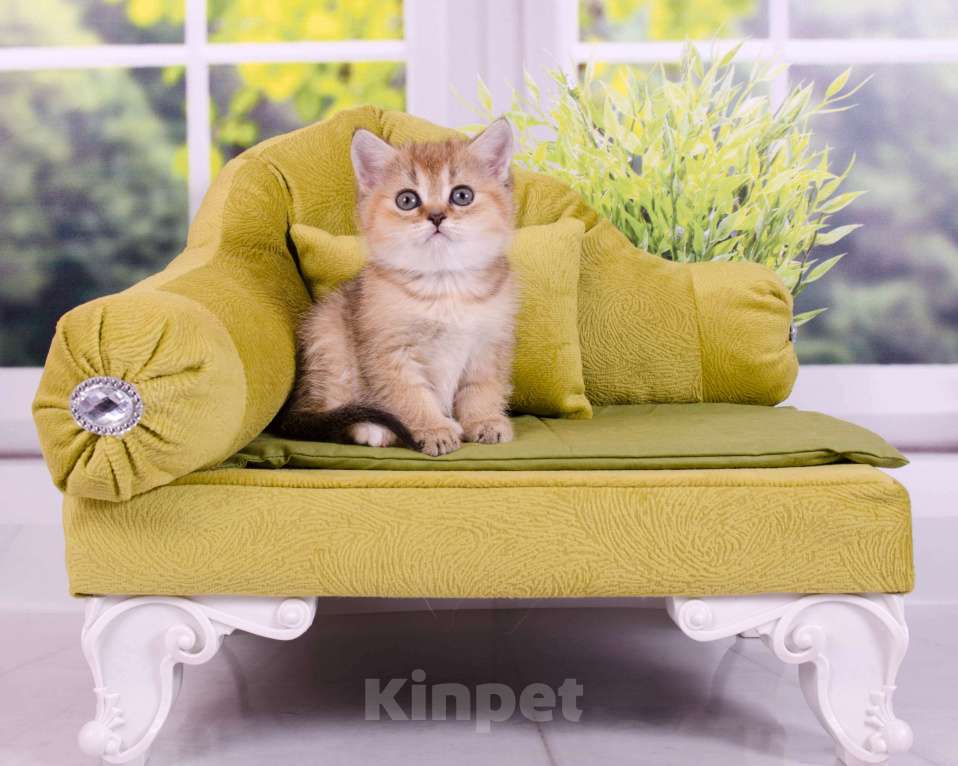 Кошки в Красноярске: Котята шотландские,золотая шиншилла Девочка, 25 000 руб. - фото 8