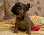 Собаки в Санкт-Петербурге: Шикарный мальчик французского бульдога Мальчик, 40 000 руб. - фото 2