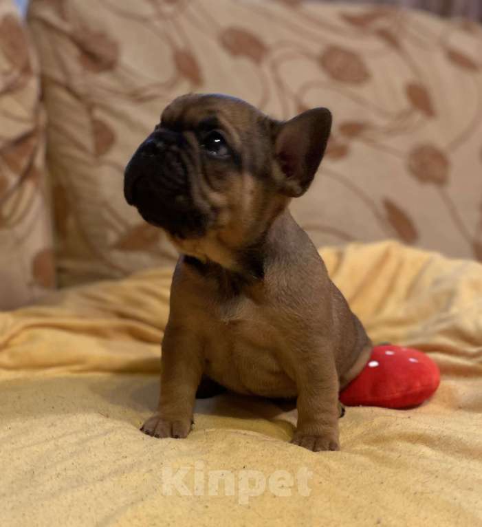 Собаки в Санкт-Петербурге: Шикарный мальчик французского бульдога Мальчик, 40 000 руб. - фото 2