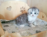 Кошки в Самаре: Котик скоттиш-фолд Мальчик, 30 000 руб. - фото 1