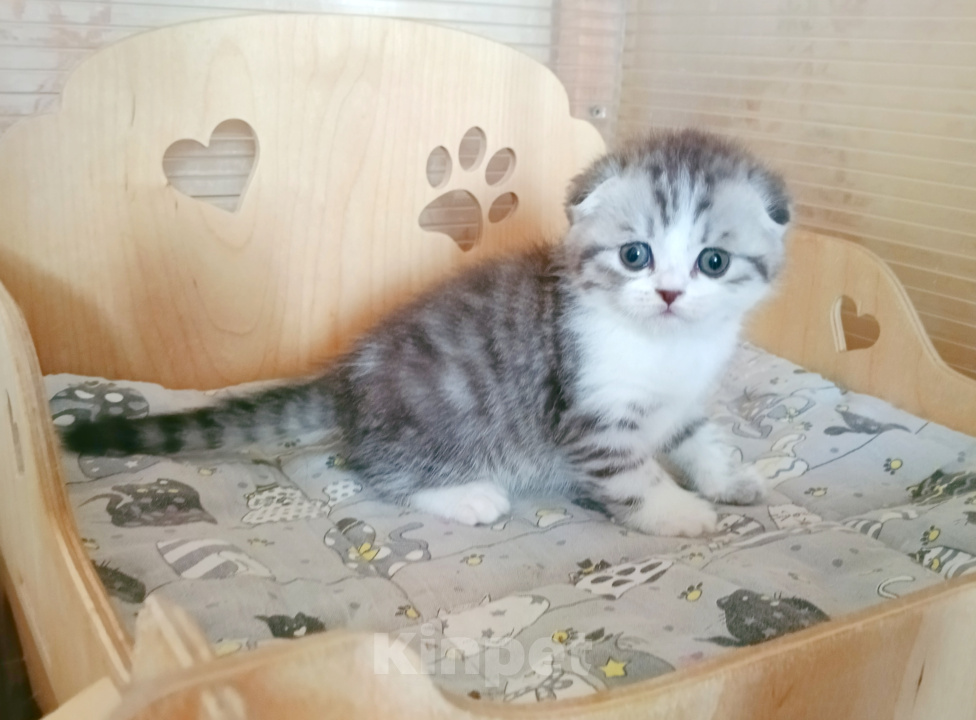 Кошки в Самаре: Котик скоттиш-фолд Мальчик, 30 000 руб. - фото 1