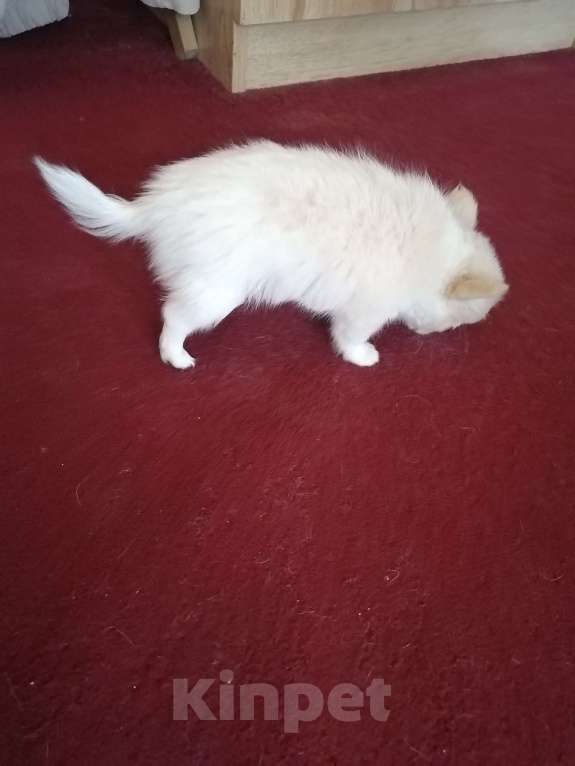 Собаки в Москве: Девочка крем длинношерстная  Девочка, 40 руб. - фото 7