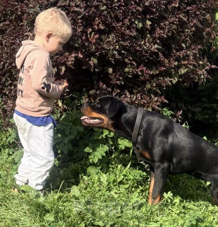 Собаки в других городах Ленинградской области: Подрощенный щенок ротвейлера Мальчик, 60 000 руб. - фото 7