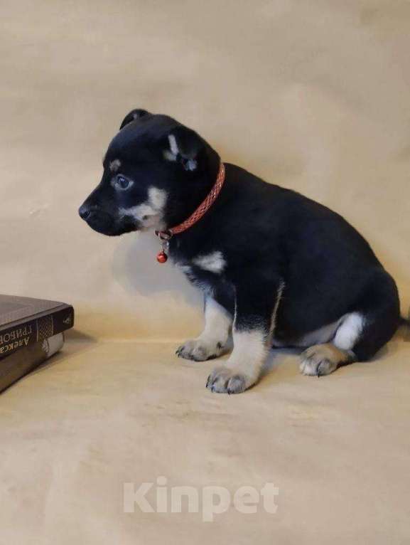 Собаки в Москве: в добрые руки Девочка, Бесплатно - фото 1