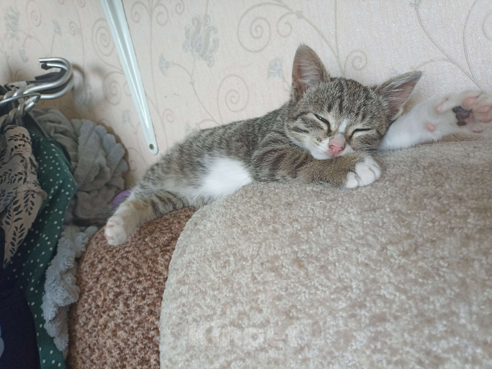Кошки в Омске: Котенок ищет дом Девочка, Бесплатно - фото 1