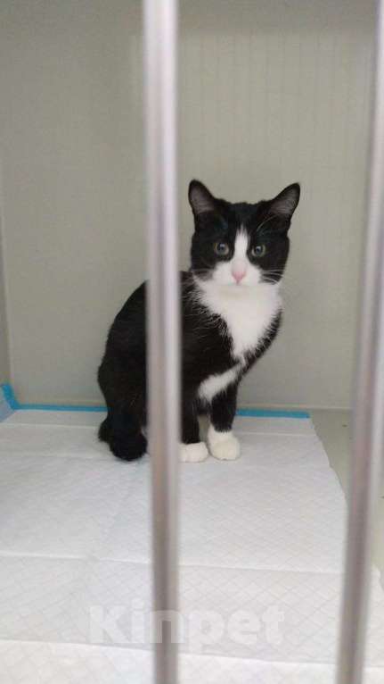 Кошки в других городах Московской области: Девочка, примерно 7 мес Девочка, Бесплатно - фото 1