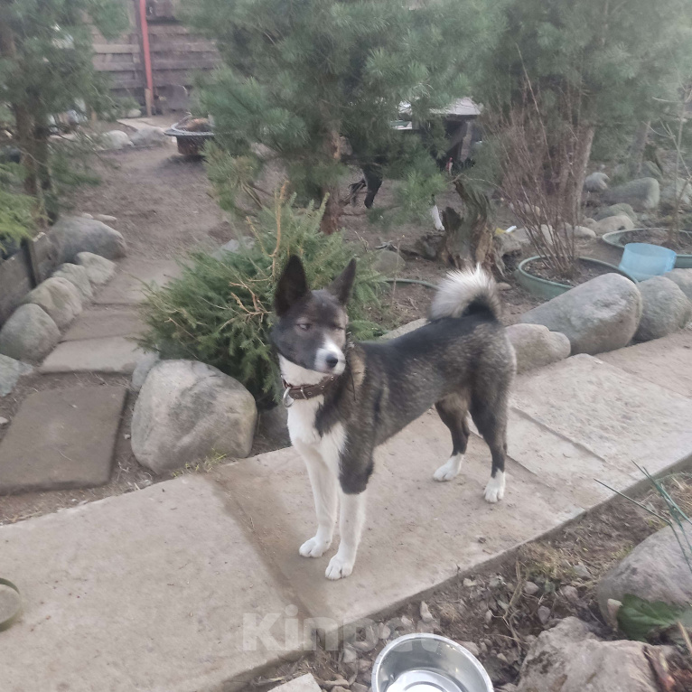 Собаки в Санкт-Петербурге: Щенок в добрые руки Девочка, Бесплатно - фото 6