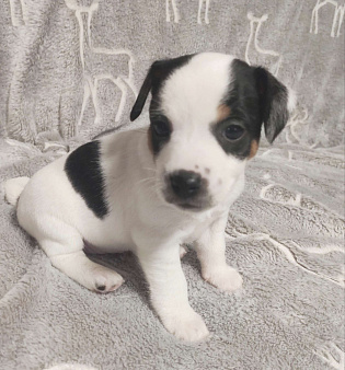 Щенки Джек Рассел терьера 