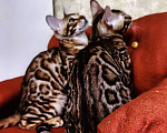 Кошки в Лыткарино: Бенгальский мальчик  с документами Мальчик, 20 000 руб. - фото 3