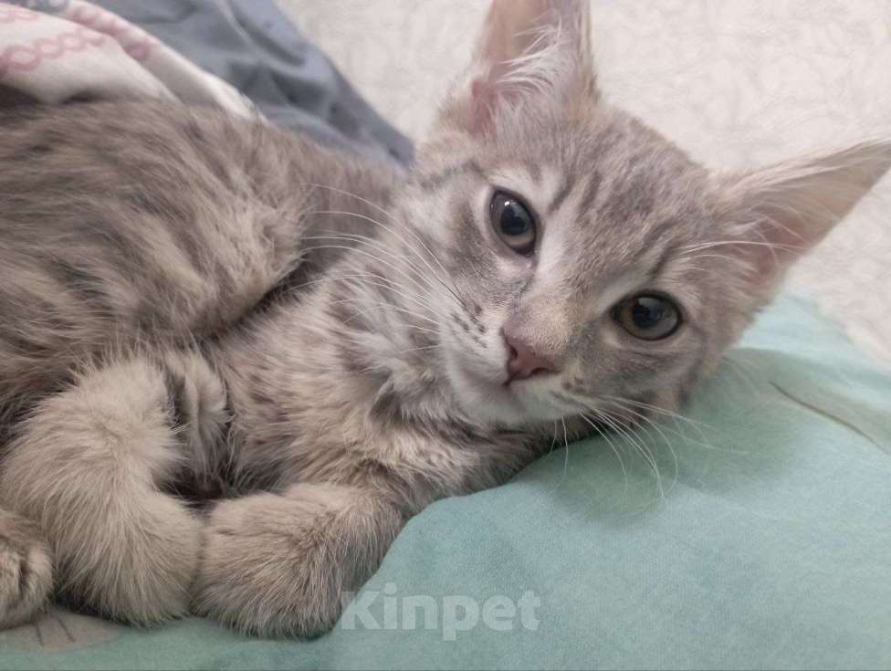 Кошки в Кемерово: Котёнок в добрые руки Девочка, Бесплатно - фото 3