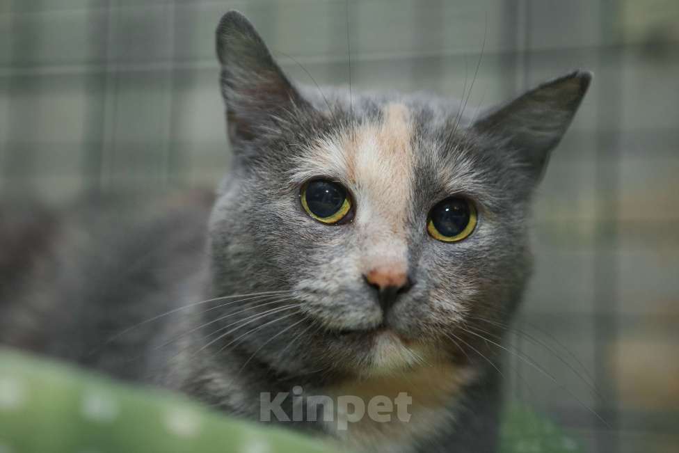 Кошки в Санкт-Петербурге: Кошка Марта в добрые руки Девочка, Бесплатно - фото 1