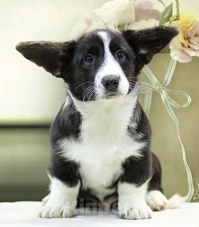 Собаки в Санкт-Петербурге: Щенки Вельш-корги кардиган Мальчик, 45 000 руб. - фото 7