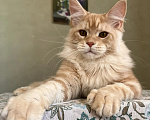Кошки в Подольске: Котёнок мейн-кун Мальчик, 55 000 руб. - фото 2