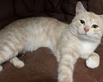 Кошки в Рязани: Котик в добрые руки Мальчик, Бесплатно - фото 4