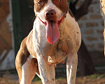 Собаки в Евпатории: Щенки американского питбультерьера Девочка, 100 000 руб. - фото 8