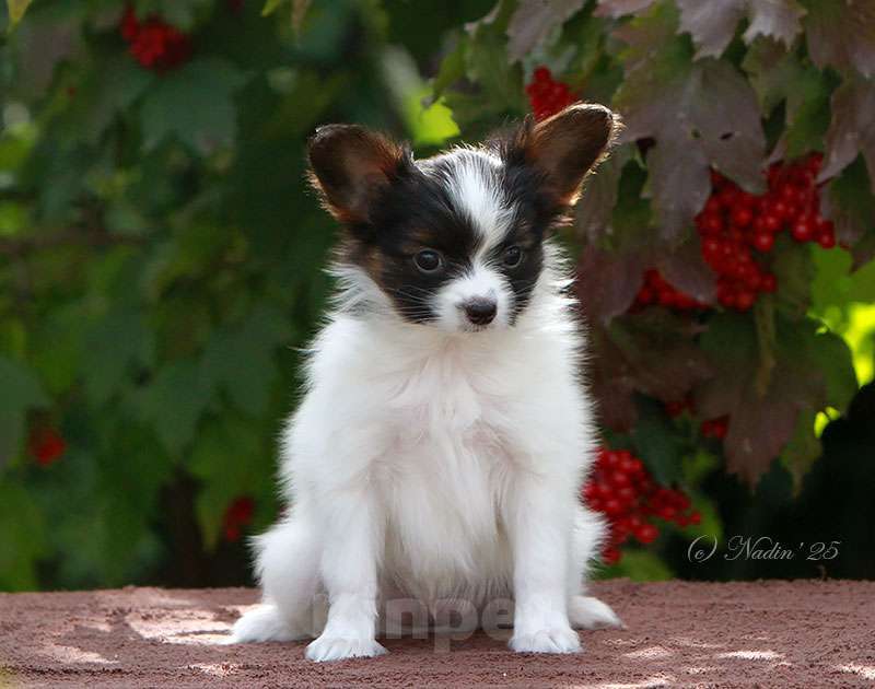 Собаки в других городах Алтайского края: Мальчик папийон, 2 месяца, окрас триколор.  Мальчик, 50 000 руб. - фото 3