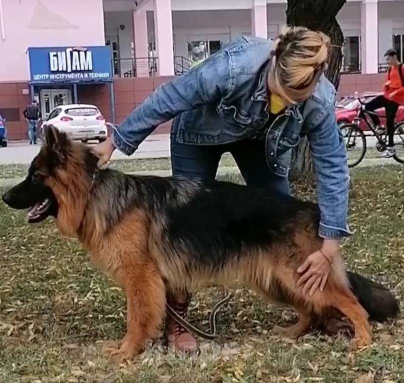 Собаки в Вологде: Яркий красавец 9 мес РКФ. Мальчик, Бесплатно - фото 1