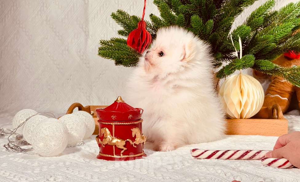 Собаки в Перми: Мальчик Айс крем Мальчик, Бесплатно - фото 2