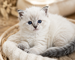 Кошки в Твери: Невский маскарадный котенок Девочка, Бесплатно - фото 1