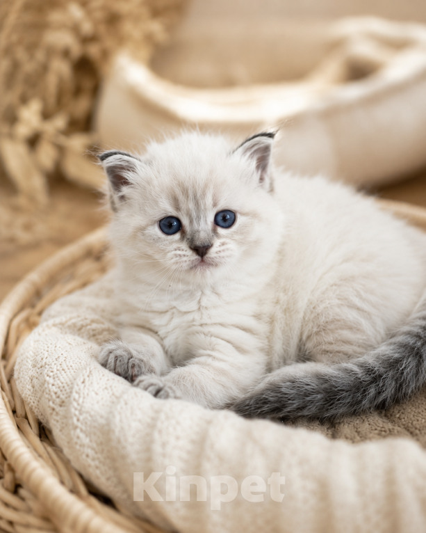 Кошки в Твери: Невский маскарадный котенок Девочка, Бесплатно - фото 1