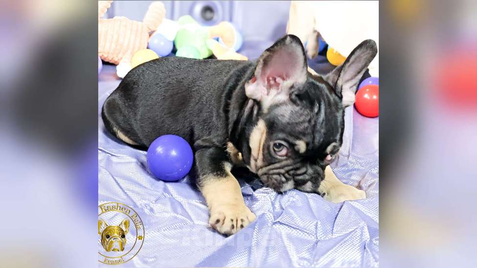 Собаки в Нижнем Новгороде: Черный тан мальчик Мальчик, 55 000 руб. - фото 2