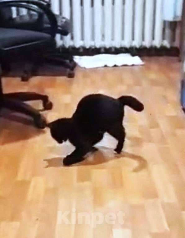 Кошки в Москве: Черный котик шикарный Чарли 7 мес Мальчик, 10 руб. - фото 4