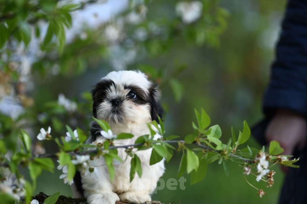 Собаки в Краснодаре: малыши ши - тцу Разнополые, Бесплатно - фото 5