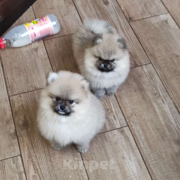 Собаки в Яхроме: Шпиц Мальчик, 30 000 руб. - фото 2